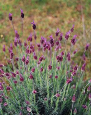 Fotografia 2 da espécie Lavandula pedunculata no Jardim Botânico UTAD