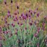 Fotografia 2 da espécie Lavandula pedunculata do Jardim Botânico UTAD