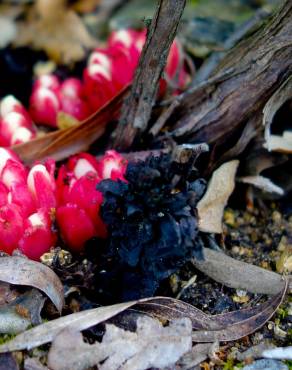 Fotografia 10 da espécie Cytinus ruber no Jardim Botânico UTAD