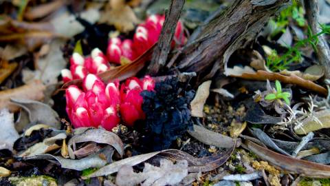 Fotografia da espécie Cytinus ruber