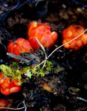 Fotografia 5 da espécie Cytinus hypocistis subesp. macranthus no Jardim Botânico UTAD