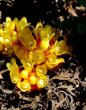 Fotografia 6 da espécie Cytinus hypocistis subesp. macranthus no Jardim Botânico UTAD