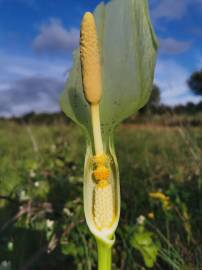 Fotografia da espécie Arum italicum