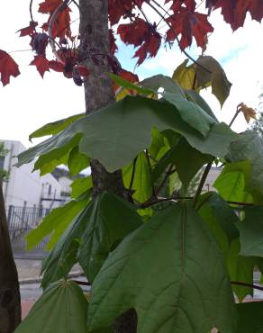 Fotografia 11 da espécie Acer platanoides no Jardim Botânico UTAD