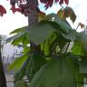 Fotografia 11 da espécie Acer platanoides do Jardim Botânico UTAD