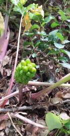 Fotografia da espécie Arum italicum