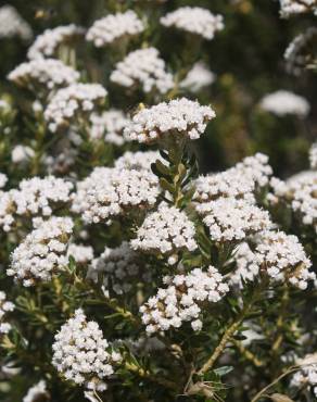 Fotografia 1 da espécie Ozothamnus leptophyllus no Jardim Botânico UTAD