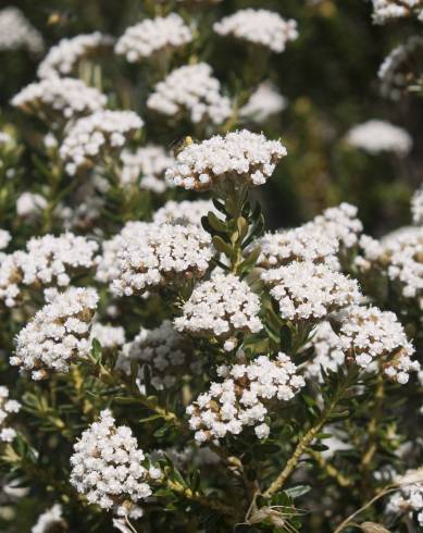 Fotografia de capa Ozothamnus leptophyllus - do Jardim Botânico