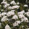 Fotografia 1 da espécie Ozothamnus leptophyllus do Jardim Botânico UTAD