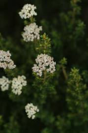 Fotografia da espécie Ozothamnus leptophyllus