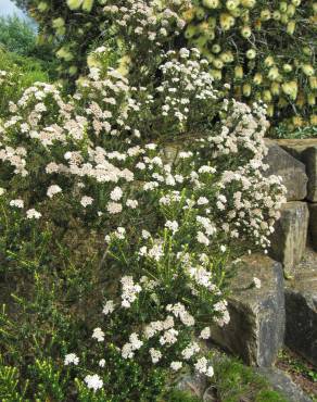 Fotografia 3 da espécie Ozothamnus leptophyllus no Jardim Botânico UTAD