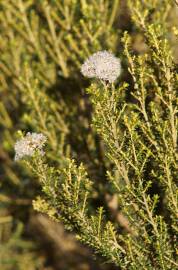 Fotografia da espécie Ozothamnus leptophyllus