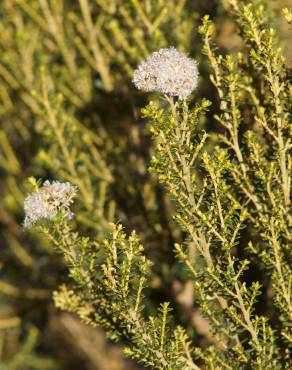 Fotografia 4 da espécie Ozothamnus leptophyllus no Jardim Botânico UTAD