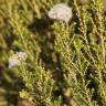 Fotografia 4 da espécie Ozothamnus leptophyllus do Jardim Botânico UTAD