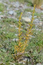 Fotografia da espécie Ozothamnus leptophyllus