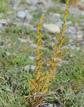 Fotografia 5 da espécie Ozothamnus leptophyllus no Jardim Botânico UTAD