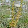 Fotografia 5 da espécie Ozothamnus leptophyllus do Jardim Botânico UTAD