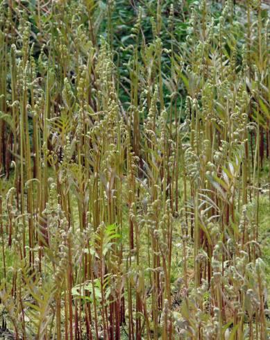 Fotografia de capa Onoclea sensibilis - do Jardim Botânico