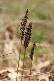 Fotografia da espécie Onoclea sensibilis