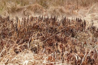 Fotografia da espécie Onoclea sensibilis