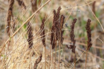 Fotografia da espécie Onoclea sensibilis