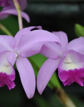 Fotografia 1 da espécie Guarianthe bowringiana no Jardim Botânico UTAD