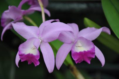 Fotografia da espécie Guarianthe bowringiana