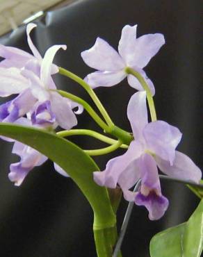 Fotografia 5 da espécie Guarianthe bowringiana no Jardim Botânico UTAD