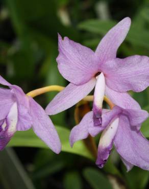 Fotografia 6 da espécie Guarianthe bowringiana no Jardim Botânico UTAD