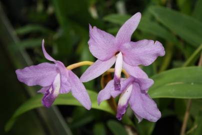 Fotografia da espécie Guarianthe bowringiana