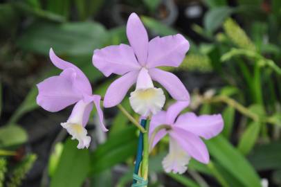 Fotografia da espécie Guarianthe bowringiana