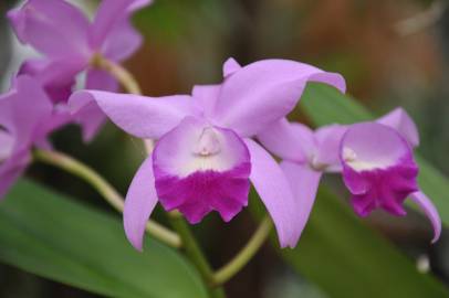 Fotografia da espécie Guarianthe bowringiana