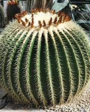 Fotografia da espécie Echinocactus grusonii