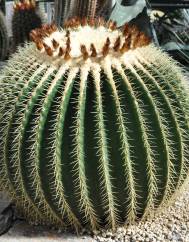 Echinocactus grusonii