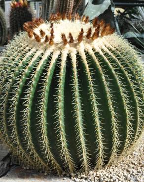 Fotografia 1 da espécie Echinocactus grusonii no Jardim Botânico UTAD