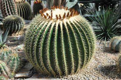 Fotografia da espécie Echinocactus grusonii