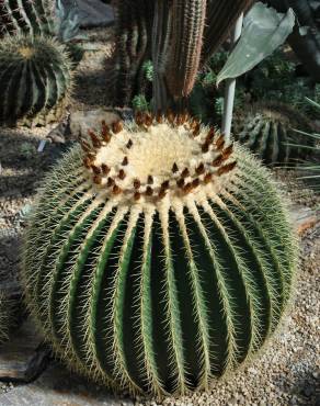 Fotografia 3 da espécie Echinocactus grusonii no Jardim Botânico UTAD