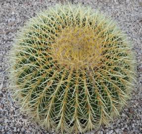 Fotografia da espécie Echinocactus grusonii