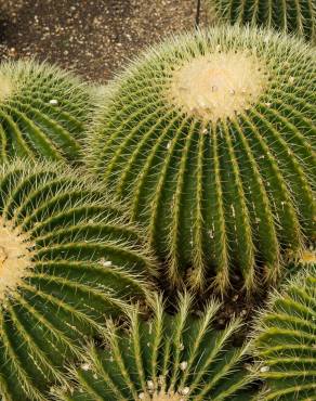 Fotografia 5 da espécie Echinocactus grusonii no Jardim Botânico UTAD