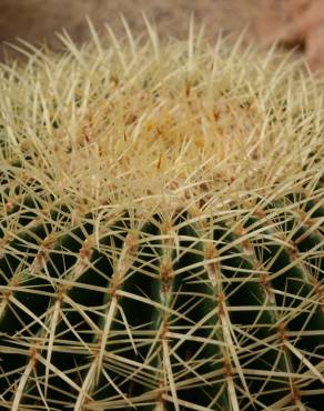 Fotografia 6 da espécie Echinocactus grusonii no Jardim Botânico UTAD