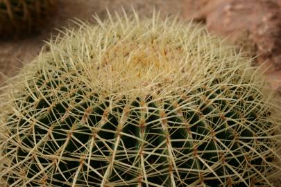 Fotografia da espécie Echinocactus grusonii