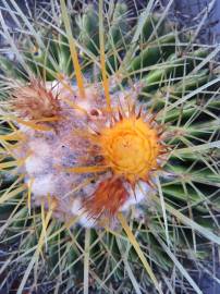 Fotografia da espécie Echinocactus grusonii