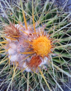 Fotografia 7 da espécie Echinocactus grusonii no Jardim Botânico UTAD