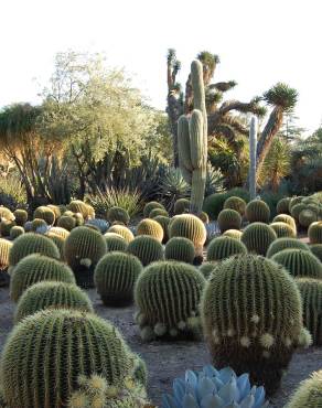 Fotografia 8 da espécie Echinocactus grusonii no Jardim Botânico UTAD