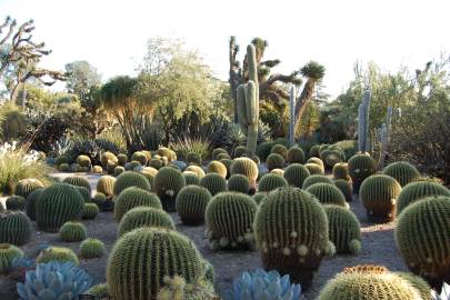 Fotografia da espécie Echinocactus grusonii