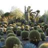 Fotografia 8 da espécie Echinocactus grusonii do Jardim Botânico UTAD