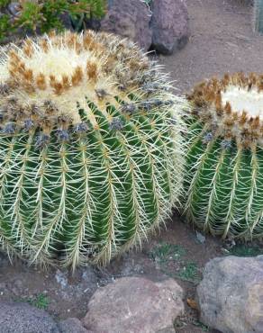 Fotografia 9 da espécie Echinocactus grusonii no Jardim Botânico UTAD