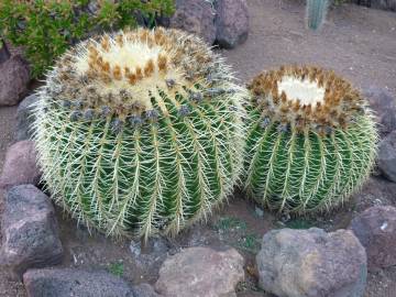 Fotografia da espécie Echinocactus grusonii