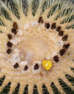 Fotografia 10 da espécie Echinocactus grusonii no Jardim Botânico UTAD