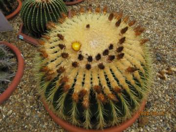 Fotografia da espécie Echinocactus grusonii